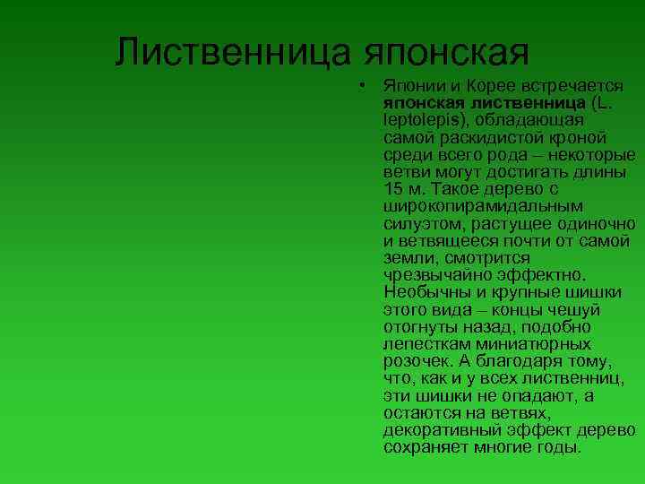 Лиственница японская • Японии и Корее встречается японская лиственница (L. leptolepis), обладающая самой раскидистой