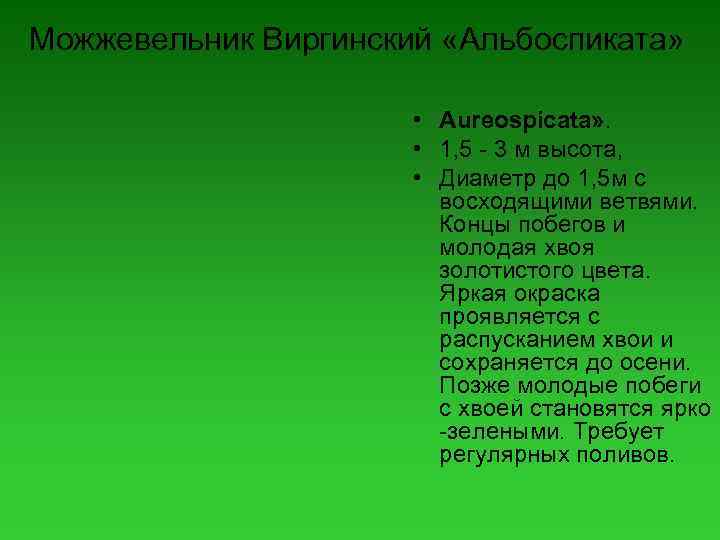 Можжевельник Виргинский «Альбоспиката» • Aureospicata» . • 1, 5 - 3 м высота, •