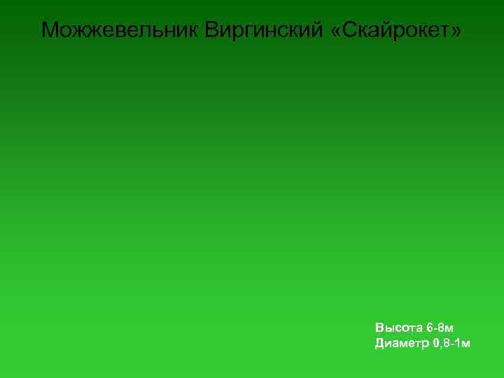 Можжевельник Виргинский «Скайрокет» Высота 6 -8 м Диаметр 0, 8 -1 м 