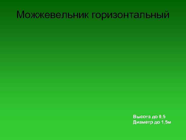 Можжевельник горизонтальный Высота до 0, 5 Диаметр до 1, 5 м 