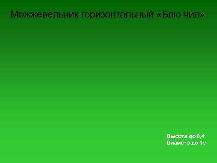 Можжевельник горизонтальный «Блю чип» Высота до 0, 4 Диаметр до 1 м 