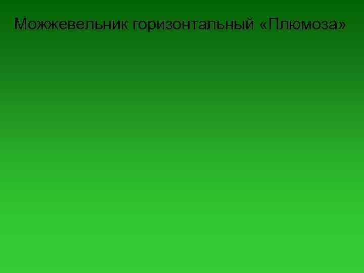 Можжевельник горизонтальный «Плюмоза» 