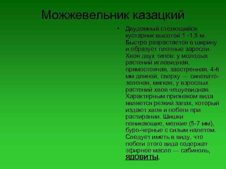 Можжевельник казацкий • Двудомный стелющийся кустарник высотой 1 -1, 5 м. Быстро разрастается в