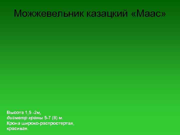 Можжевельник казацкий «Маас» Высота 1, 5 -2 м, диаметр кроны 5 -7 (8) м.