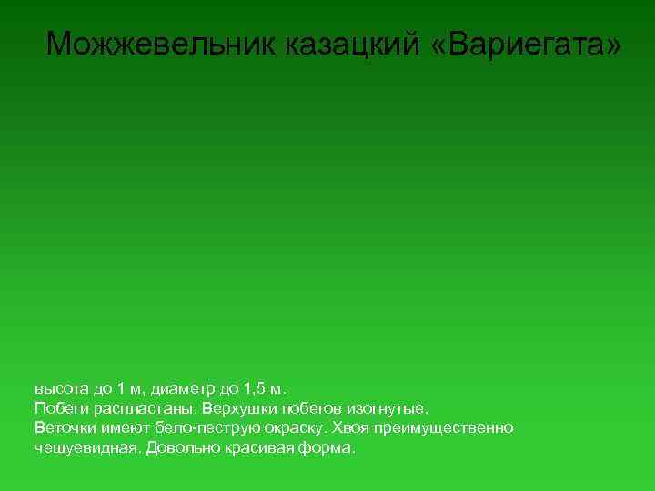 Можжевельник казацкий «Вариегата» высота до 1 м, диаметр до 1, 5 м. Побеги распластаны.