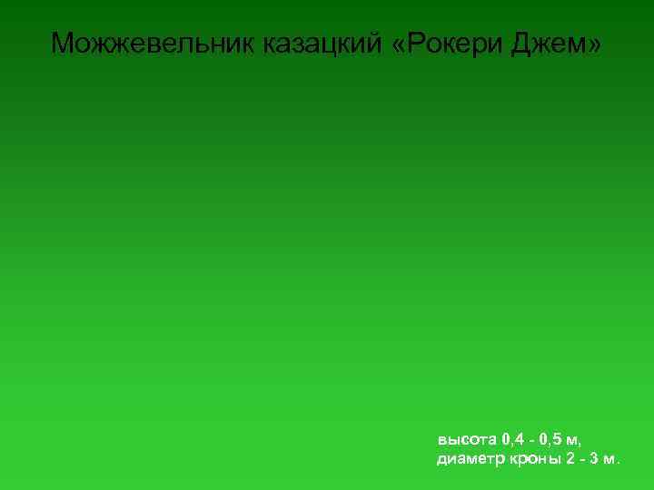 Можжевельник казацкий «Рокери Джем» высота 0, 4 - 0, 5 м, диаметр кроны 2
