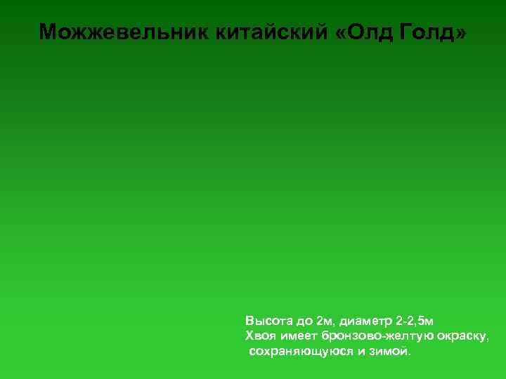 Можжевельник китайский «Олд Голд» Высота до 2 м, диаметр 2 -2, 5 м Хвоя