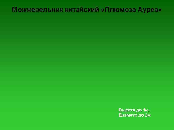 Можжевельник китайский «Плюмоза Ауреа» Высота до 1 м, Диаметр до 2 м 