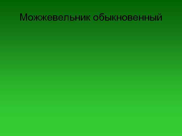 Можжевельник обыкновенный 