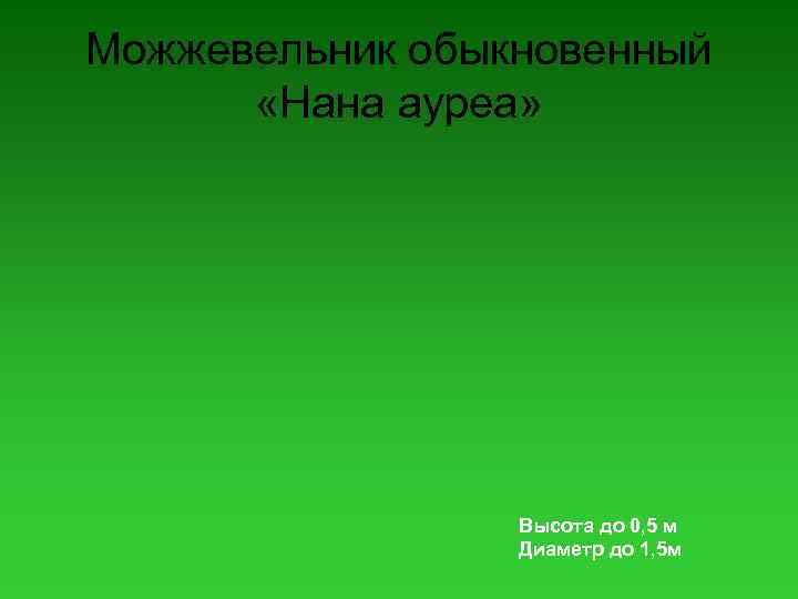 Можжевельник обыкновенный «Нана ауреа» Высота до 0, 5 м Диаметр до 1, 5 м