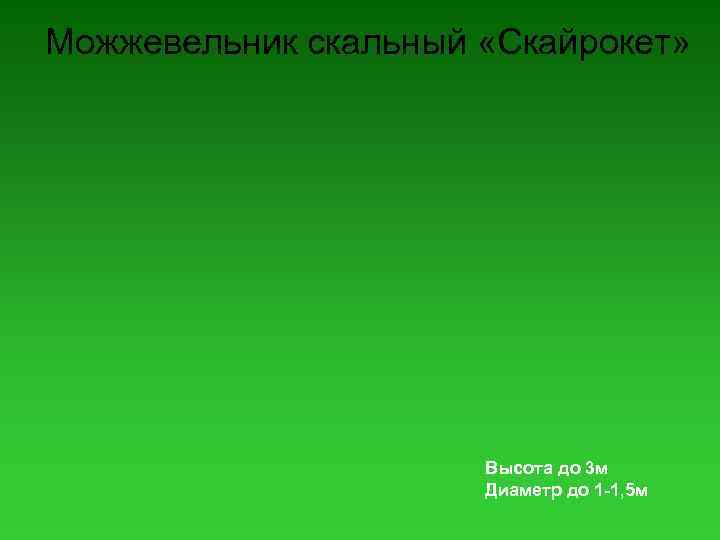 Можжевельник скальный «Скайрокет» Высота до 3 м Диаметр до 1 -1, 5 м 