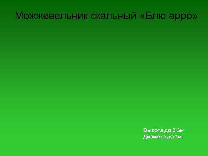 Можжевельник скальный «Блю арро» Высота до 2 -3 м Диаметр до 1 м 