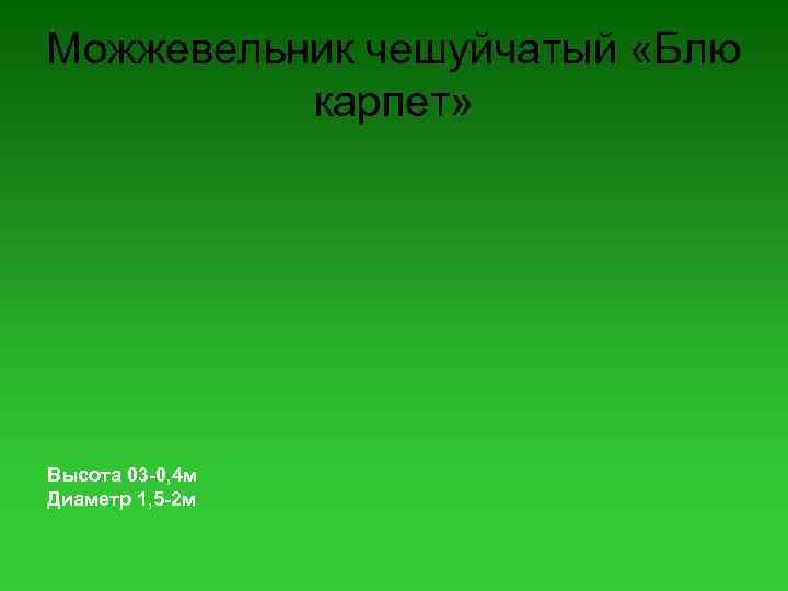 Можжевельник чешуйчатый «Блю карпет» Высота 03 -0, 4 м Диаметр 1, 5 -2 м