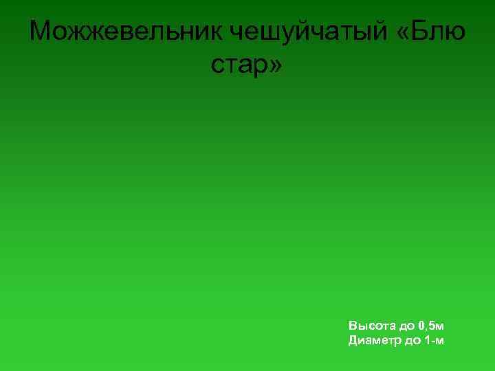 Можжевельник чешуйчатый «Блю стар» Высота до 0, 5 м Диаметр до 1 -м 
