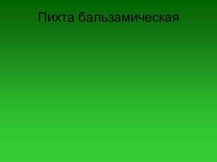 Пихта бальзамическая 