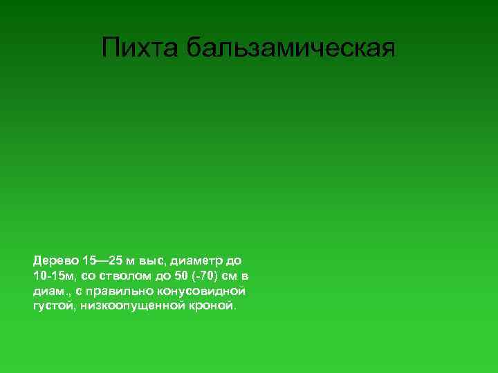 Пихта бальзамическая Дерево 15— 25 м выс, диаметр до 10 -15 м, со стволом