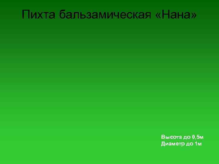Пихта бальзамическая «Нана» Высота до 0, 5 м Диаметр до 1 м 