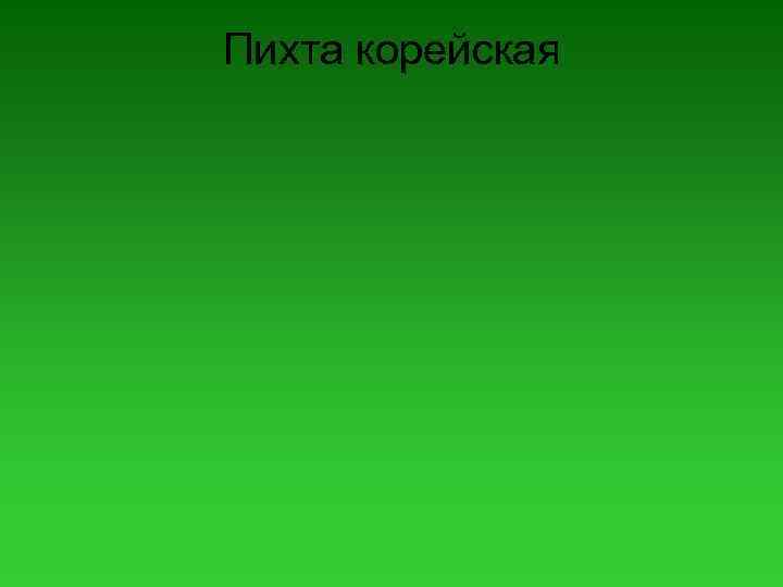 Пихта корейская 