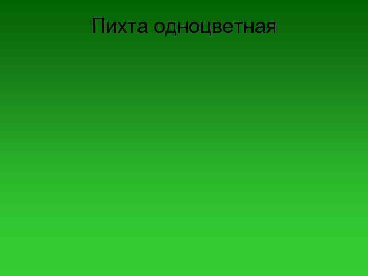 Пихта одноцветная 