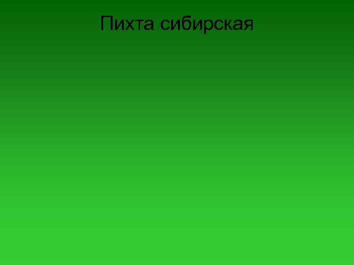 Пихта сибирская 