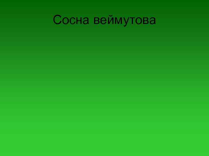Сосна веймутова 