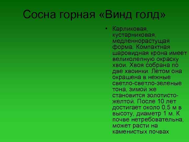 Сосна горная «Винд голд» • Карликовая, кустарниковая, медленнорастущая форма. Компактная шаровидная крона имеет великолепную