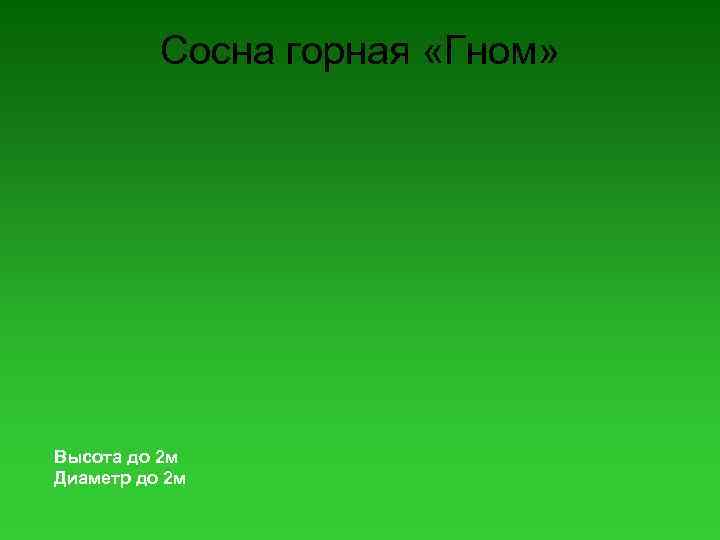 Сосна горная «Гном» Высота до 2 м Диаметр до 2 м 