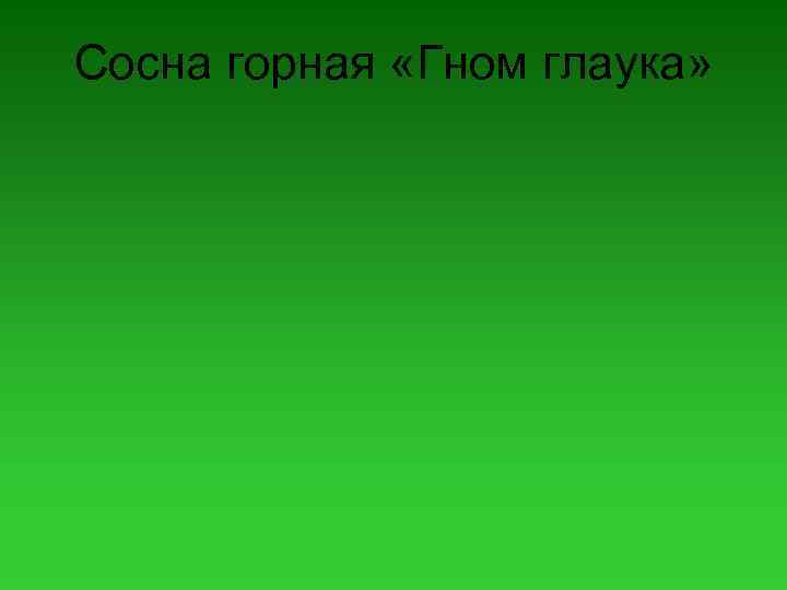 Сосна горная «Гном глаука» 