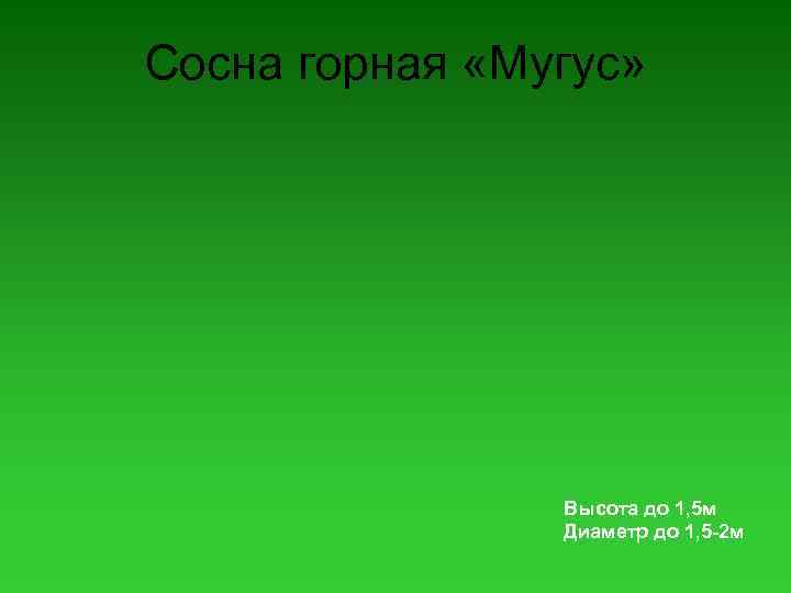 Сосна горная «Мугус» Высота до 1, 5 м Диаметр до 1, 5 -2 м