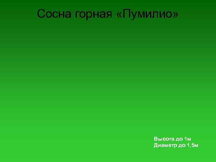 Сосна горная «Пумилио» Высота до 1 м Диаметр до 1, 5 м 