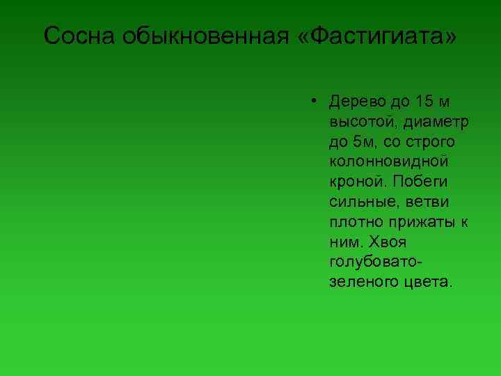 Сосна обыкновенная «Фастигиата» • Дерево до 15 м высотой, диаметр до 5 м, со