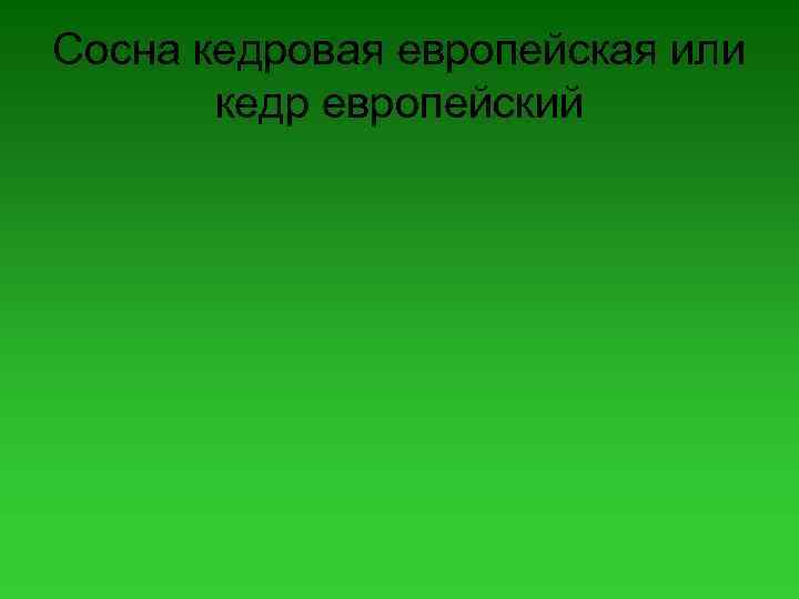 Сосна кедровая европейская или кедр европейский 