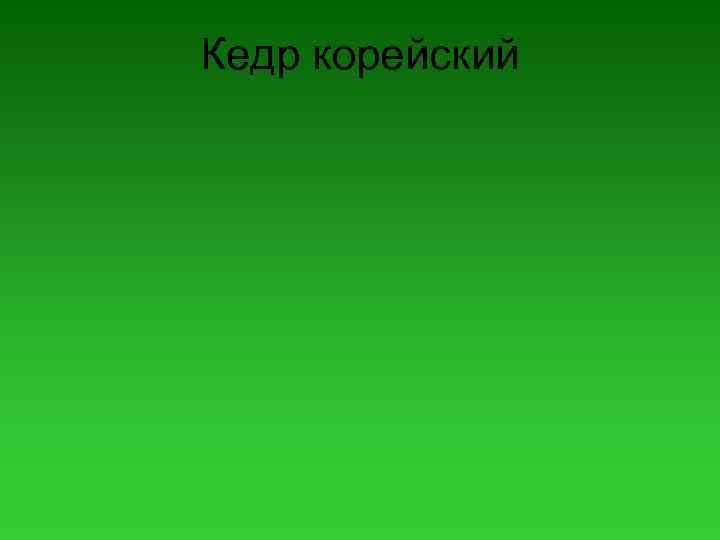 Кедр корейский 