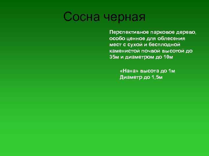 Сосна черная Перспективное парковое дерево, особо ценное для облесения мест с сухой и бесплодной