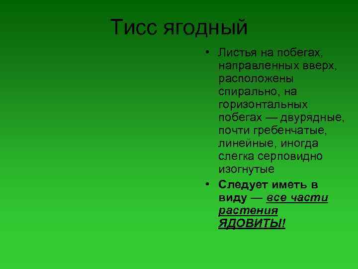 Тисс ягодный • Листья на побегах, направленных вверх, расположены спирально, на горизонтальных побегах —