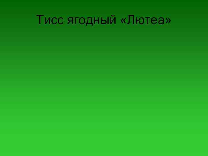 Тисс ягодный «Лютеа» 