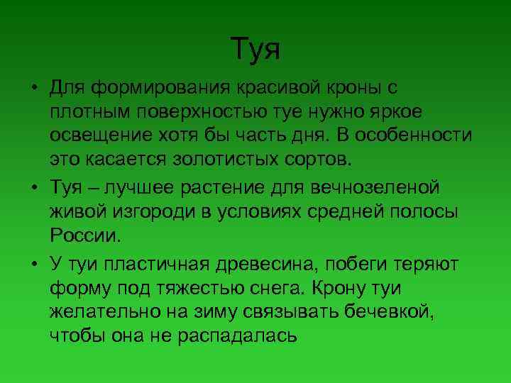 Туя • Для формирования красивой кроны с плотным поверхностью туе нужно яркое освещение хотя