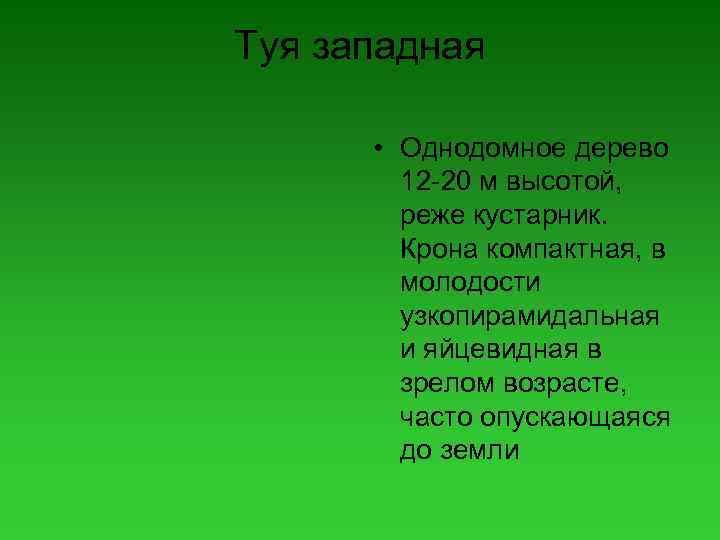 Туя западная • Однодомное дерево 12 -20 м высотой, реже кустарник. Крона компактная, в