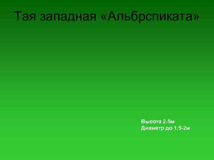 Тая западная «Альбрспиката» Высота 2 -5 м Диаметр до 1, 5 -2 м 