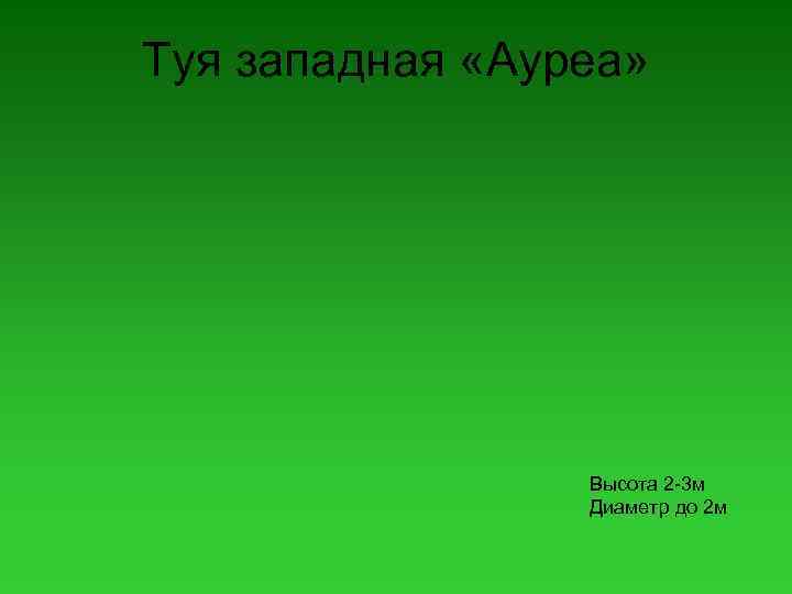 Туя западная «Ауреа» Высота 2 -3 м Диаметр до 2 м 
