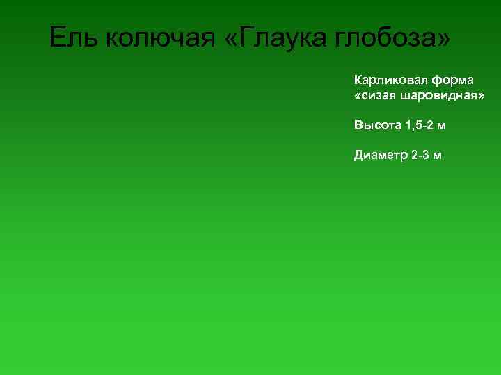 Ель колючая «Глаука глобоза» Карликовая форма «сизая шаровидная» Высота 1, 5 -2 м Диаметр