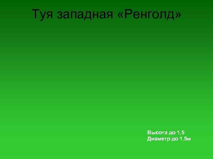 Туя западная «Ренголд» Высота до 1, 5 Диаметр до 1, 5 м 