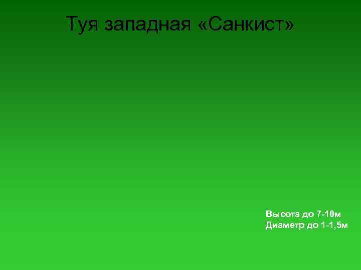 Туя западная «Санкист» Высота до 7 -10 м Диаметр до 1 -1, 5 м