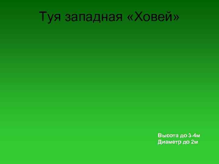 Туя западная «Ховей» Высота до 3 -4 м Диаметр до 2 м 