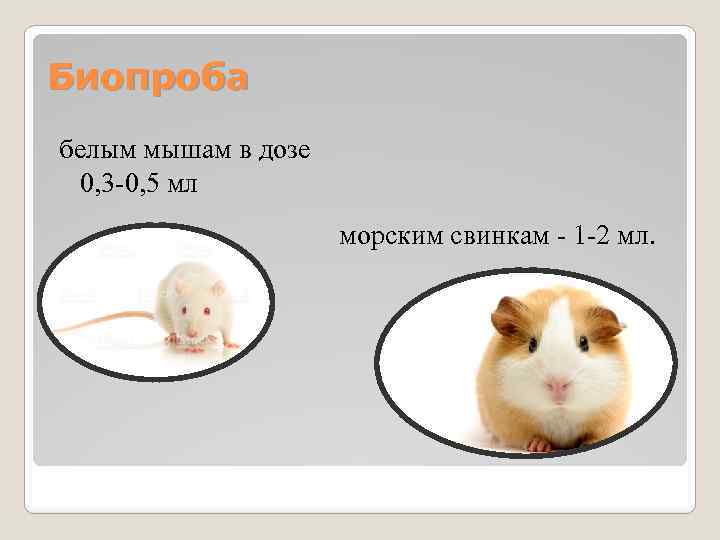 Биопроба белым мышам в дозе 0, 3 0, 5 мл морским свинкам 1 2