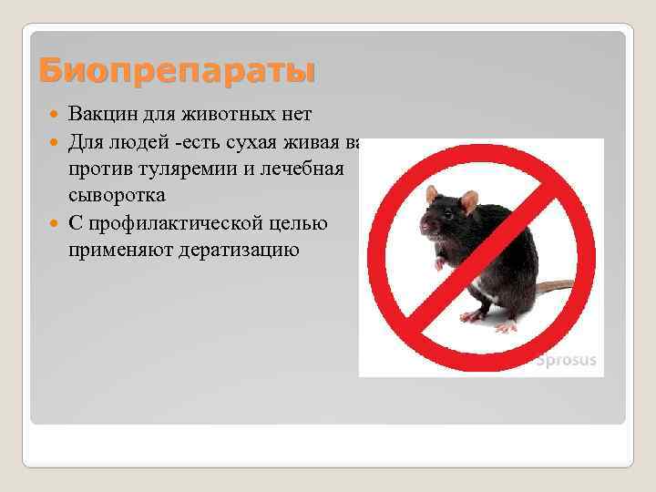 Биопрепараты Вакцин для животных нет Для людей есть сухая живая вакцина против туляремии и