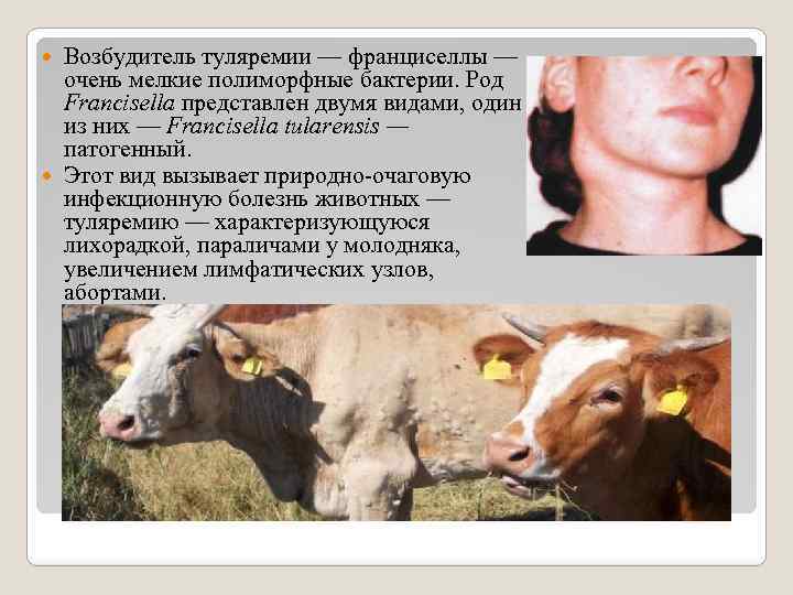 Возбудитель туляремии — франциселлы — очень мелкие полиморфные бактерии. Род Francisella представлен двумя видами,