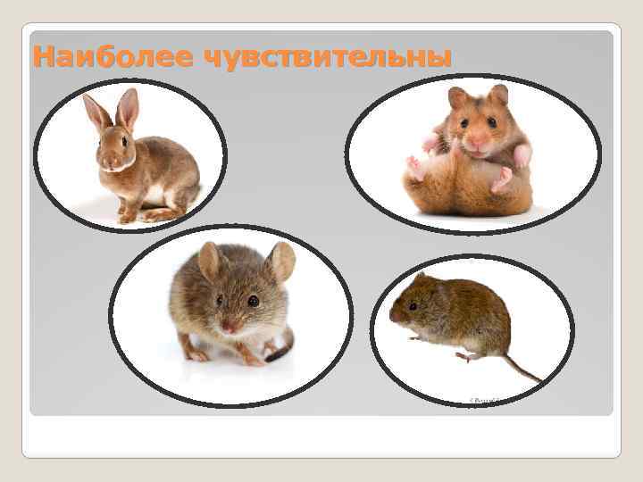 Наиболее чувствительны 