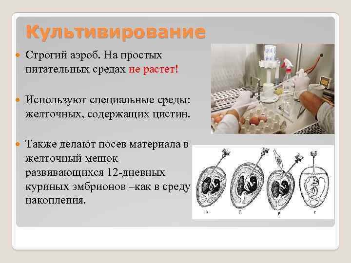 Культивирование Строгий аэроб. На простых питательных средах не растет! Используют специальные среды: желточных, содержащих