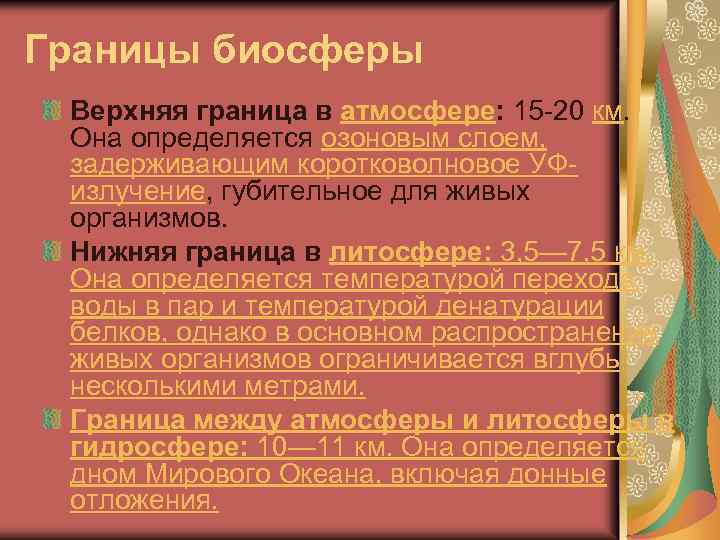 Границы биосферы Верхняя граница в атмосфере: 15 -20 км. Она определяется озоновым слоем, задерживающим